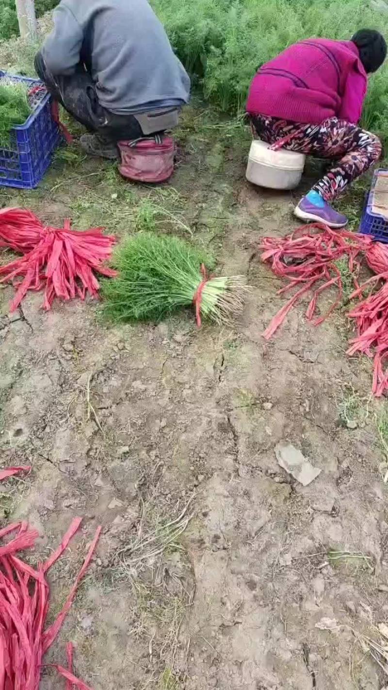 精品茴香上市了，质量优