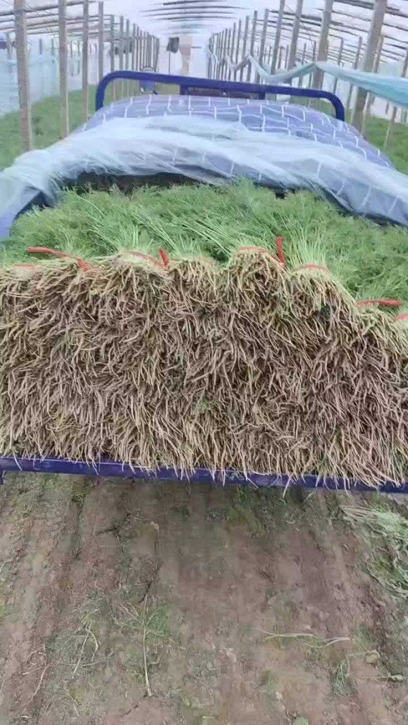 精品茴香上市了，质量优