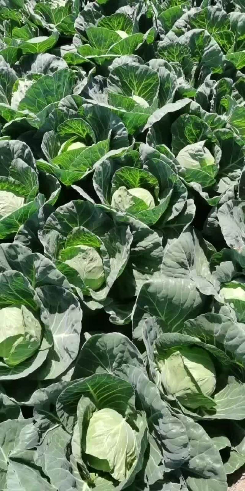 汝州甘蓝包菜大量上市