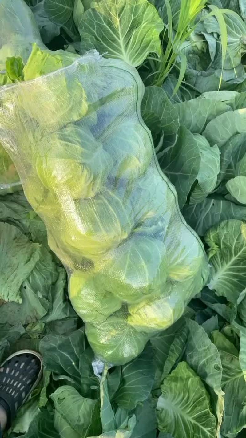 汝州甘蓝包菜大量上市