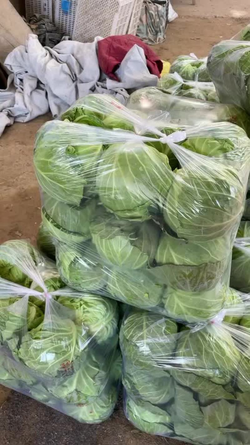 汝州甘蓝包菜大量上市