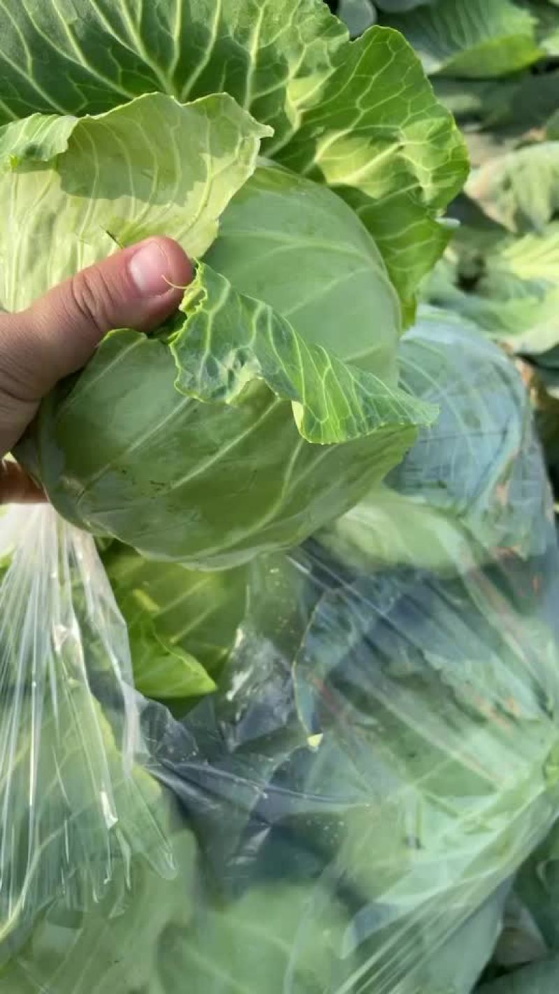 汝州甘蓝包菜大量上市