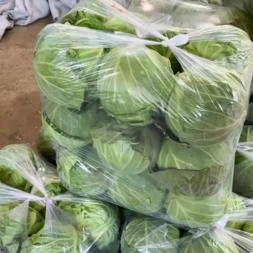 汝州甘蓝包菜大量上市