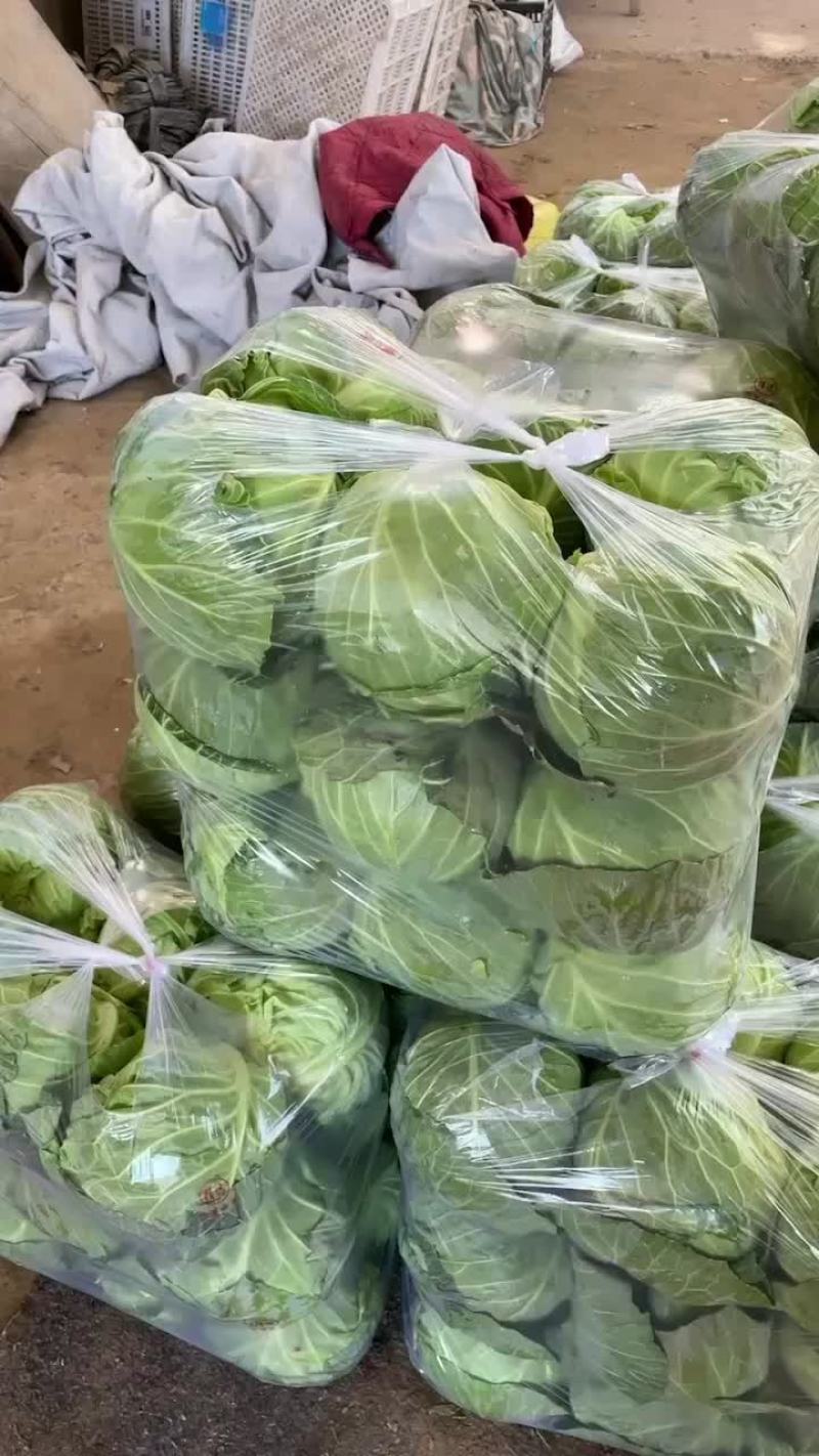 汝州甘蓝包菜大量上市