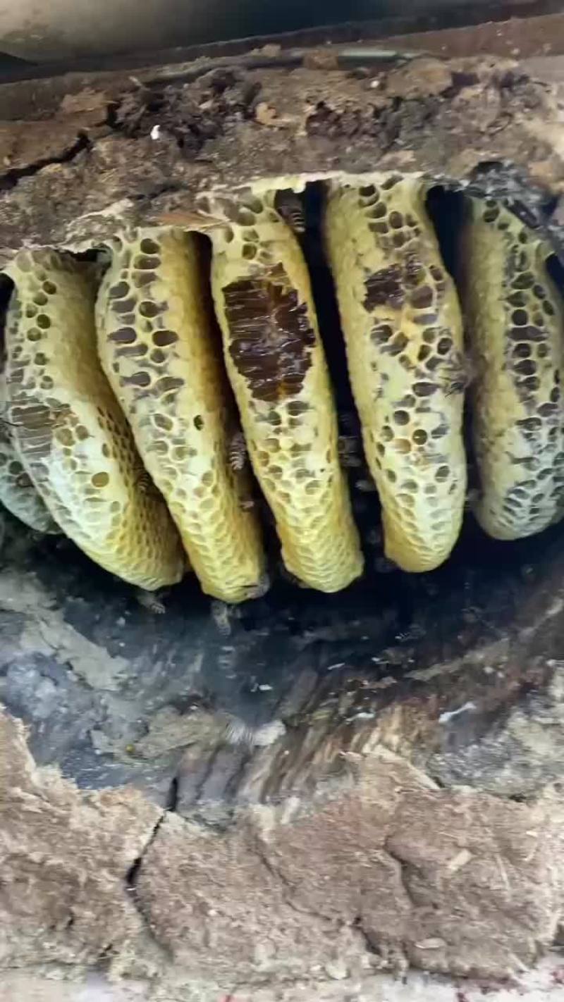 原生态蜂蜜