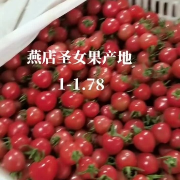 千禧圣女果产地大量供应市场电商社区团购
