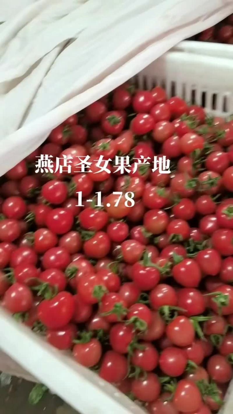 千禧圣女果产地大量供应市场电商社区团购