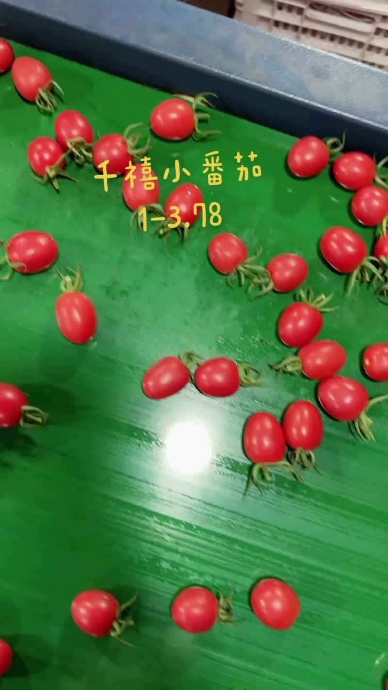 千禧圣女果产地大量供应市场电商社区团购