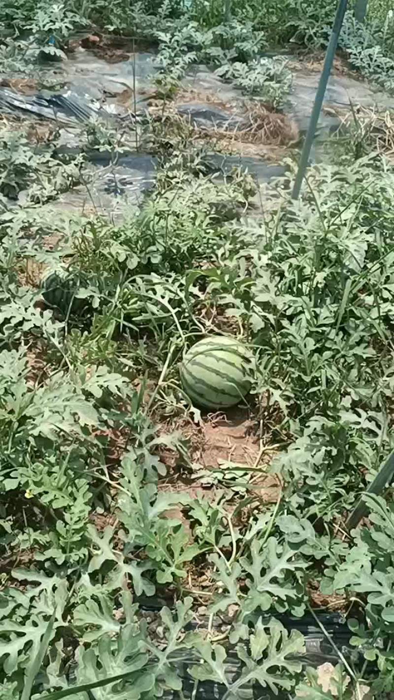 西瓜