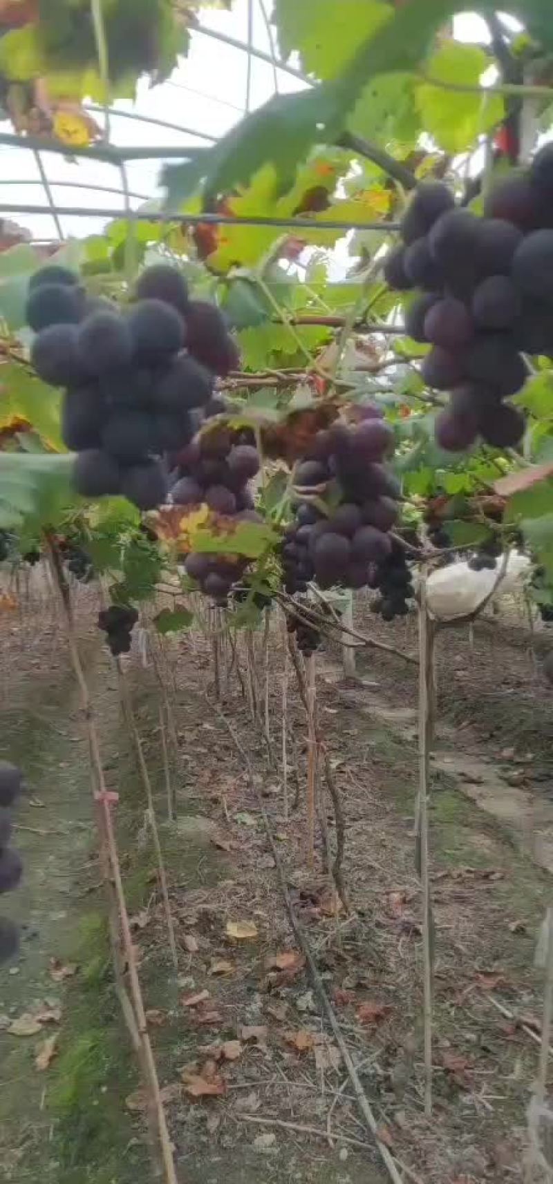 福安巨峰高山葡萄