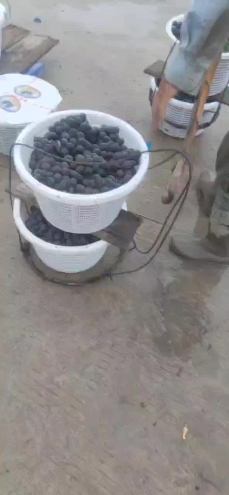 福安巨峰高山葡萄