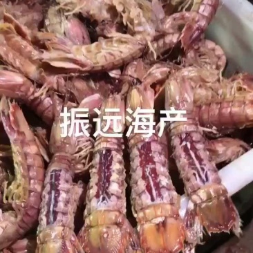 皮皮虾、渤海湾皮皮虾