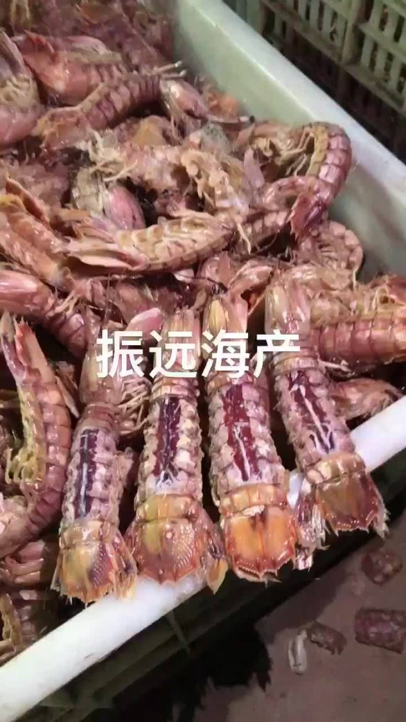 皮皮虾、渤海湾皮皮虾