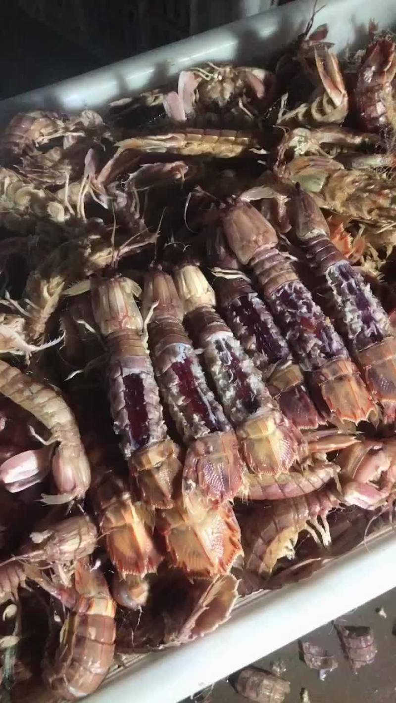 皮皮虾、渤海湾皮皮虾
