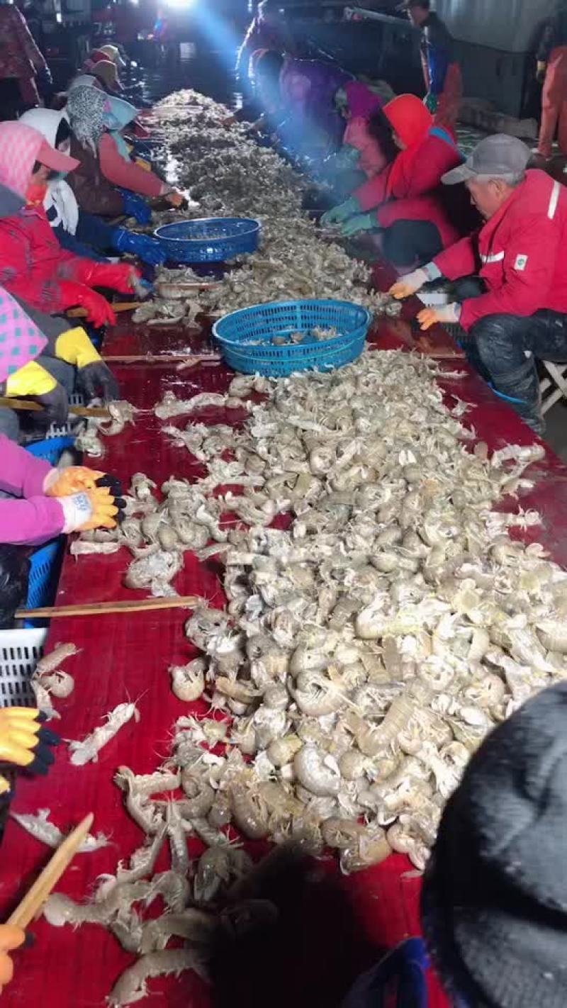 皮皮虾、渤海湾皮皮虾
