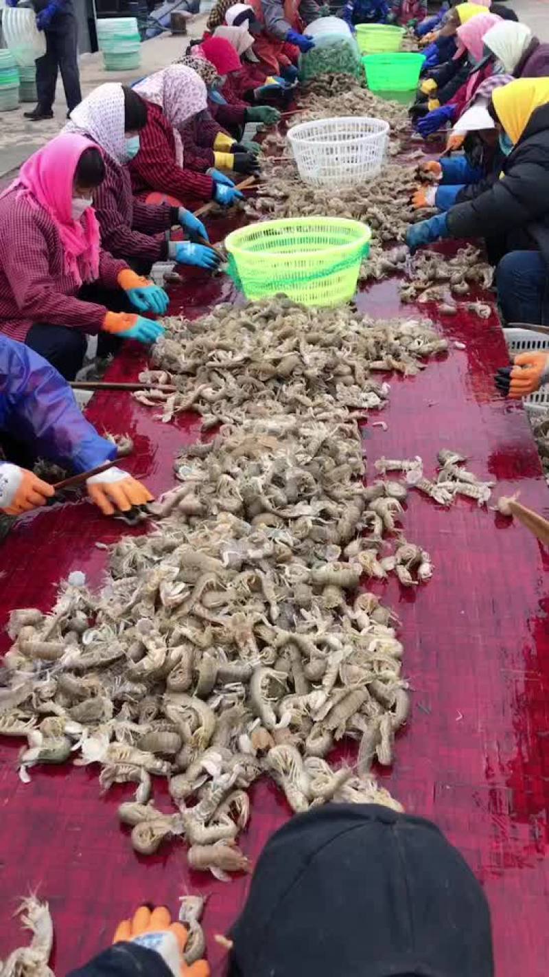 皮皮虾、渤海湾皮皮虾
