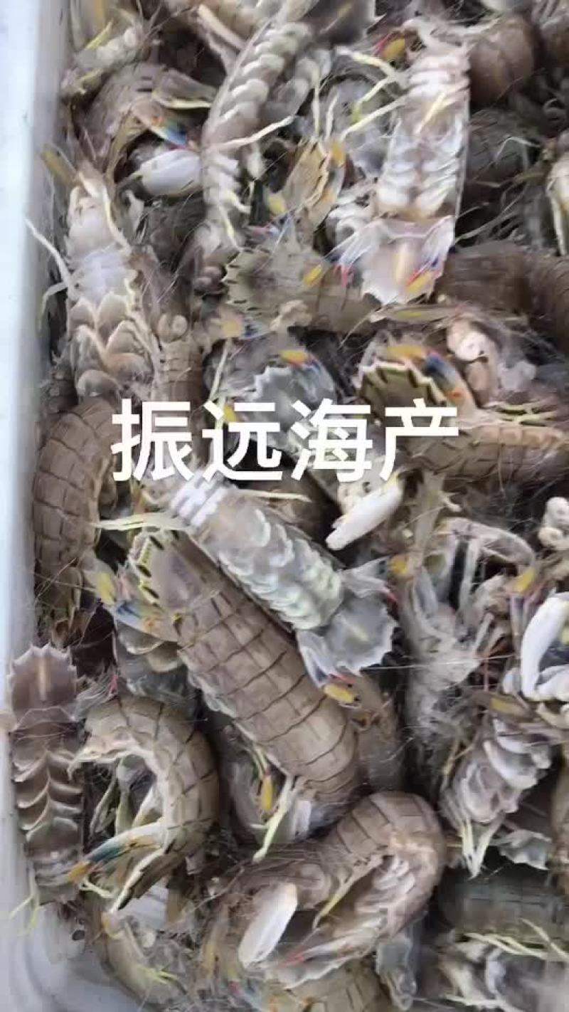 皮皮虾、渤海湾皮皮虾