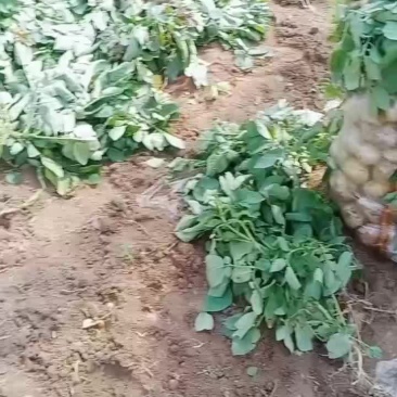 湖北襄阳土豆大量上市中，有需要的朋友请在一亩田与我联系