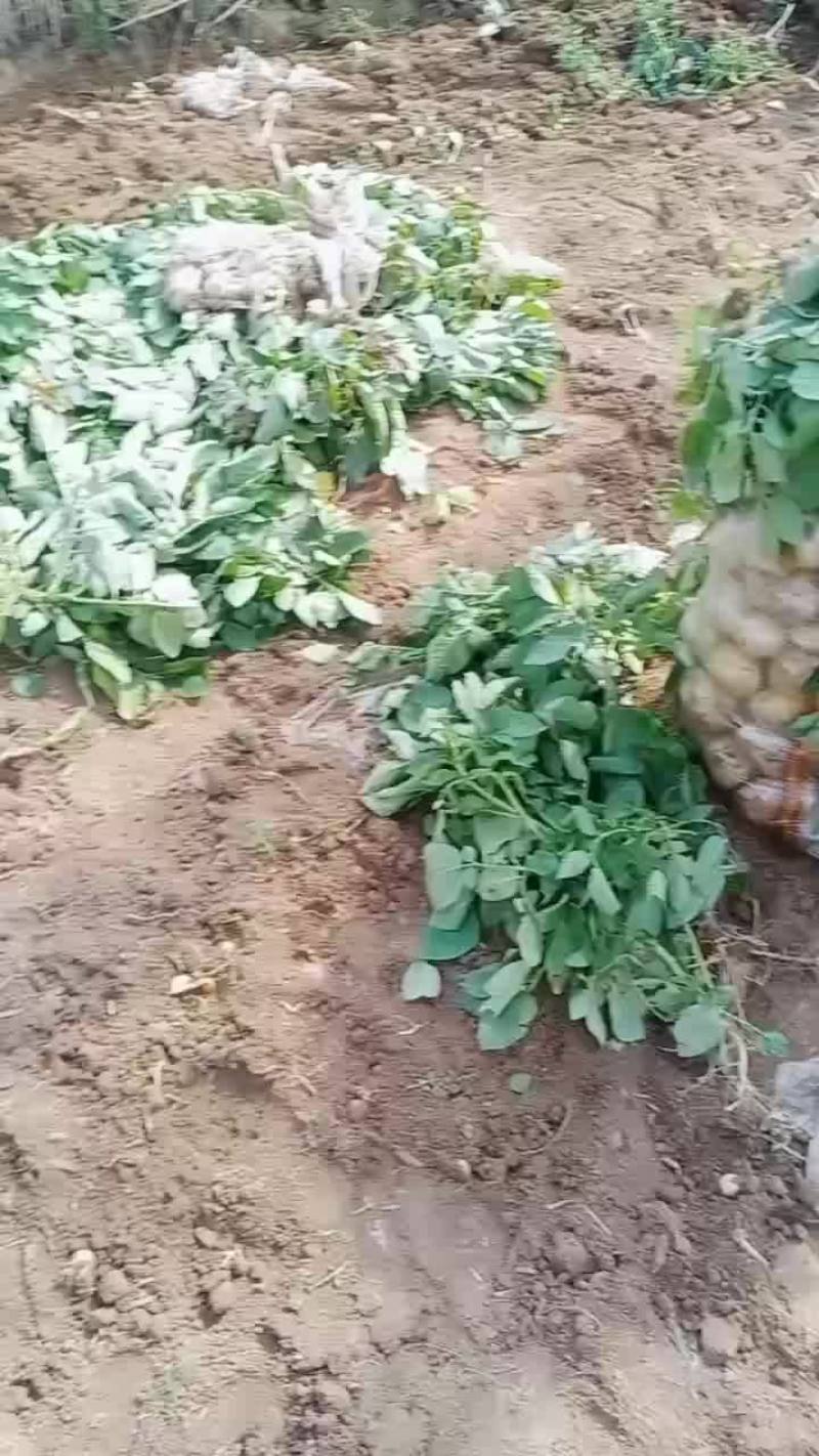湖北襄阳土豆大量上市中，有需要的朋友请在一亩田与我联系