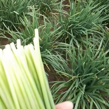 大量供应精品韭苔