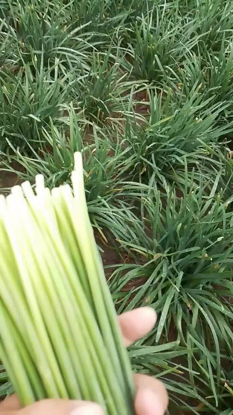 大量供应精品韭苔