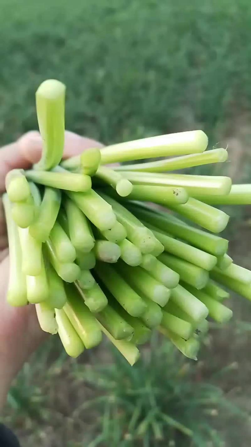 大量供应精品韭苔