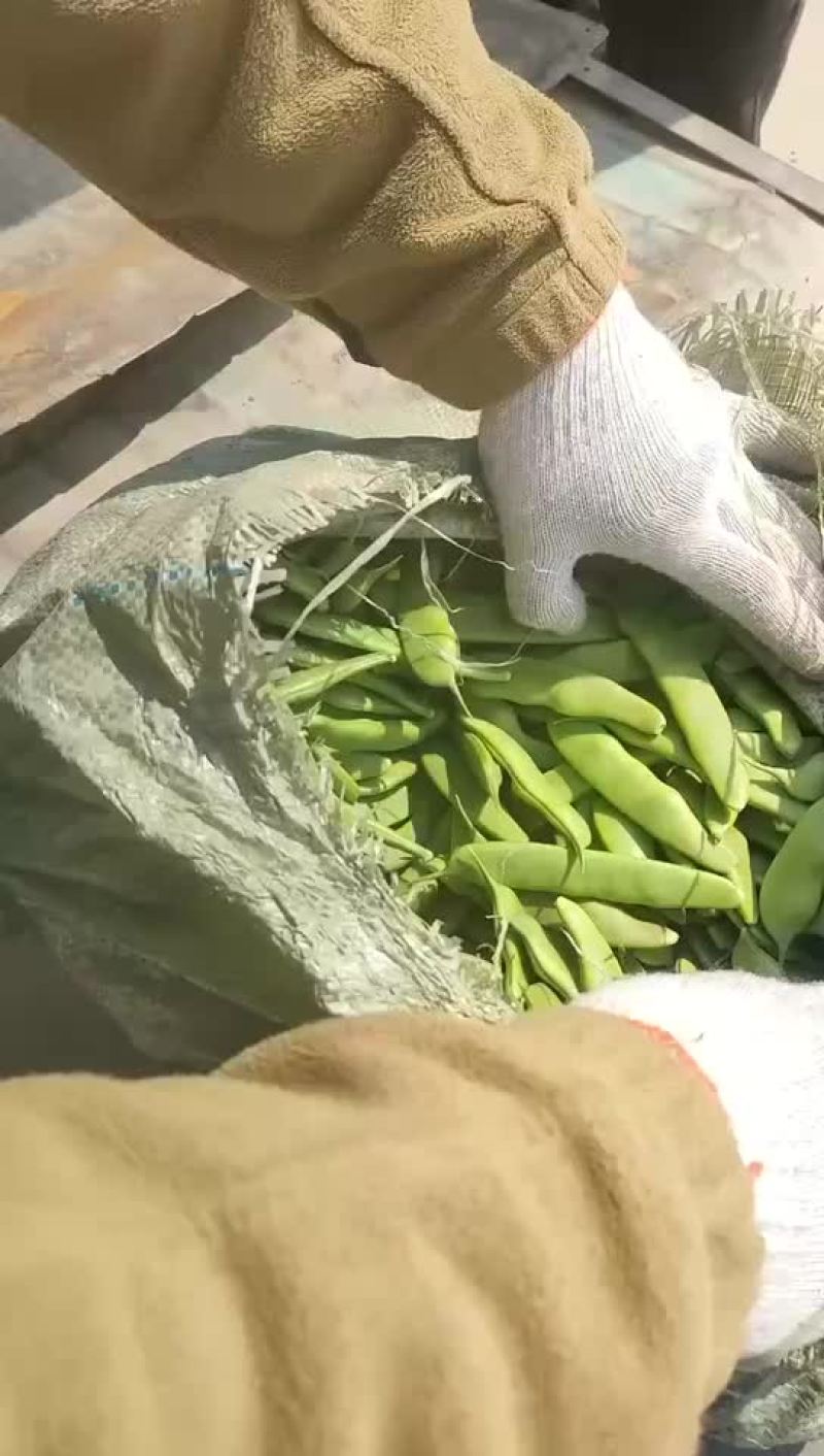 代收东北油豆角