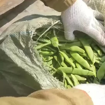 代收东北油豆角