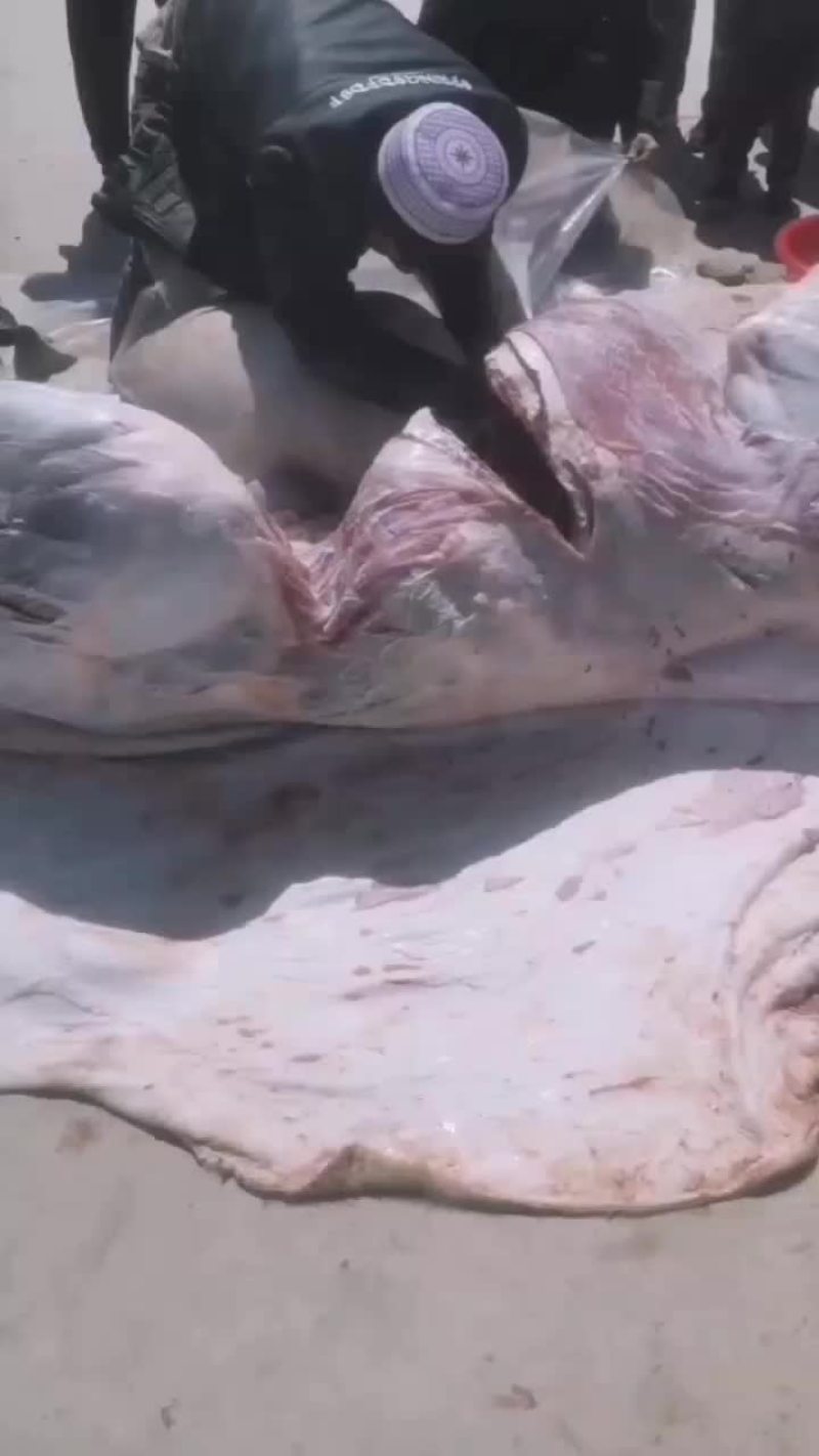 新鲜牛羊肉有要的联系我