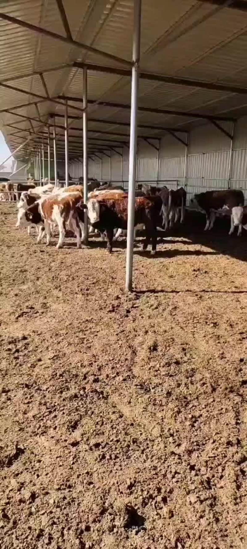 新鲜牛羊肉有要的联系我