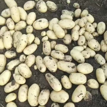 昌黎大棚土豆大量上市