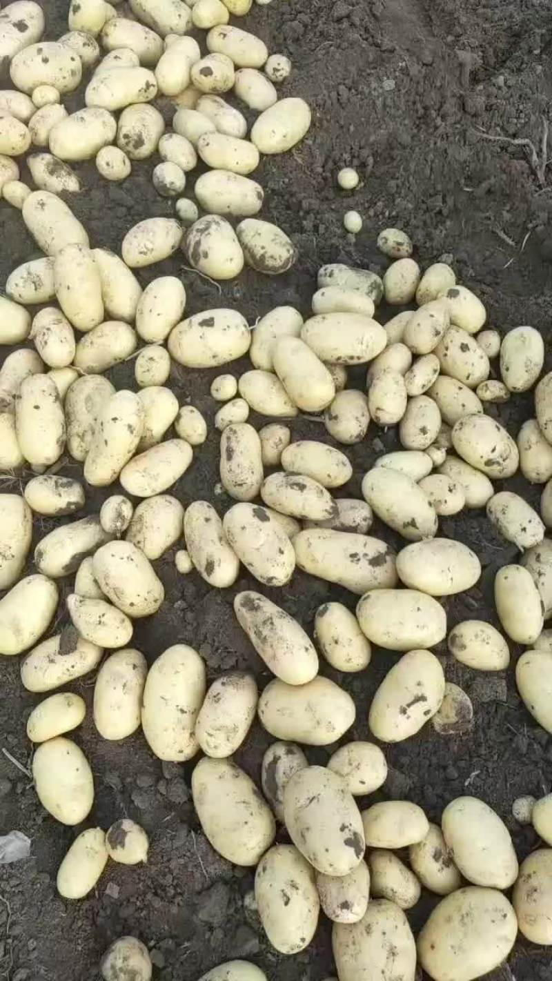 昌黎大棚土豆大量上市