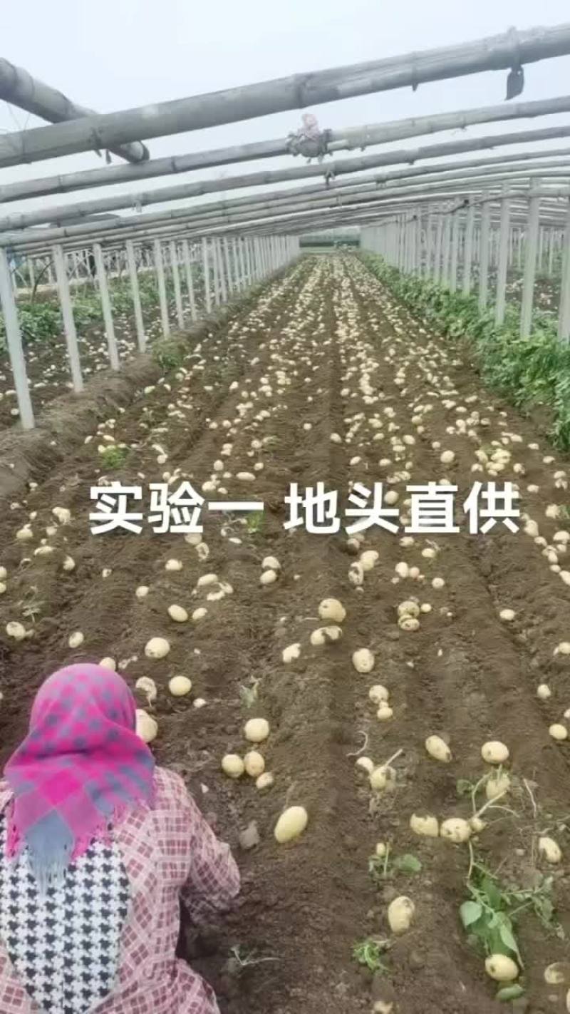 昌黎大棚土豆大量上市