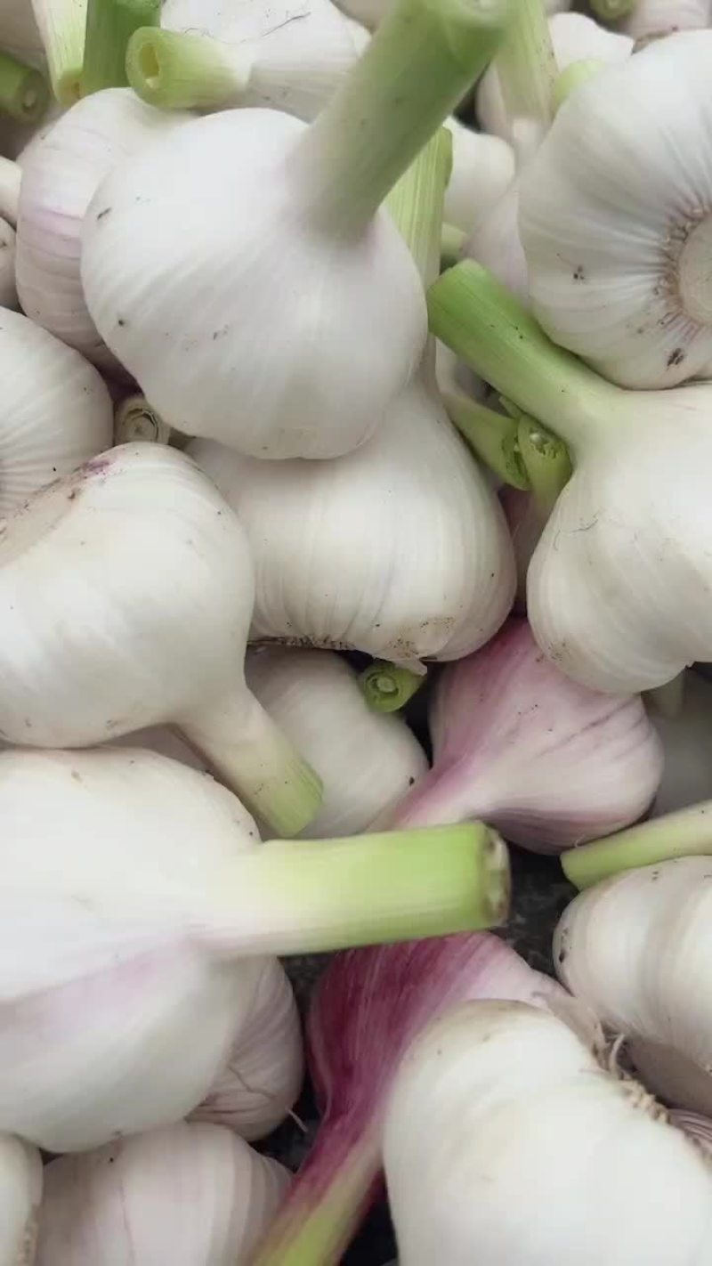 河南开封通许县大蒜 2.00元/斤湿蒜