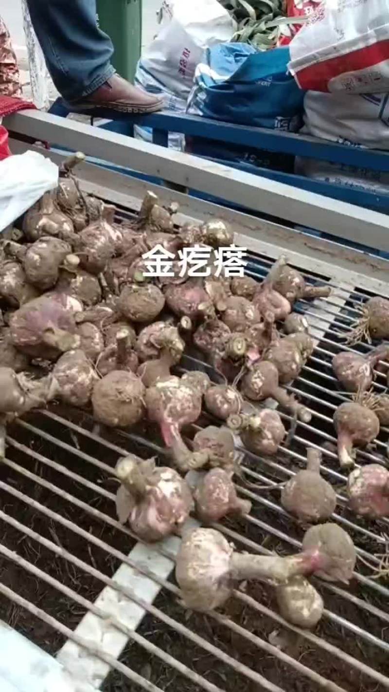 河南开封通许县大蒜 2.00元/斤湿蒜