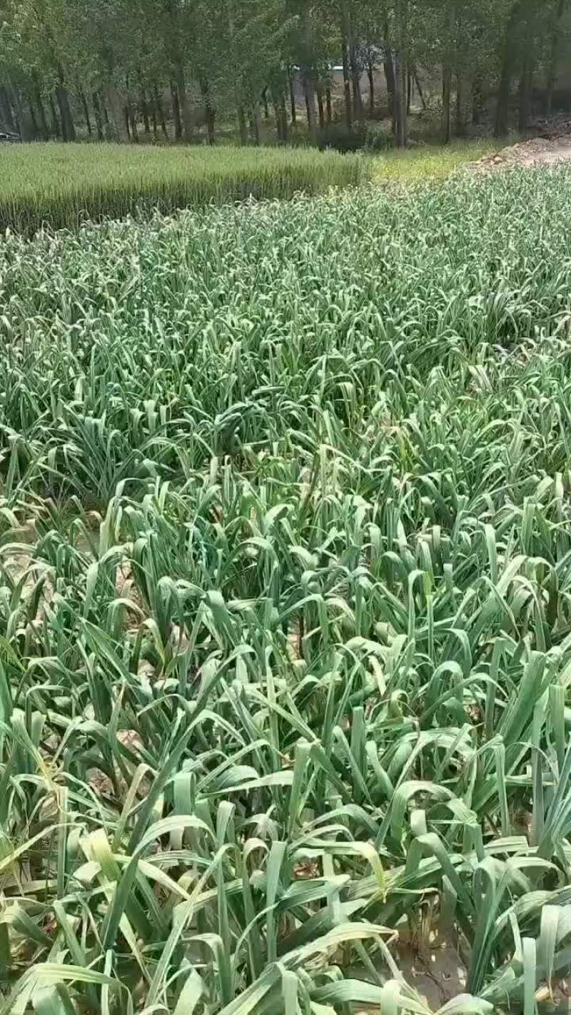 河南开封通许县大蒜 2.00元/斤湿蒜