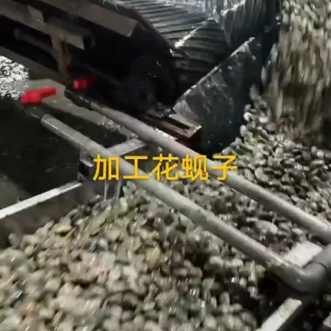 花蚬子