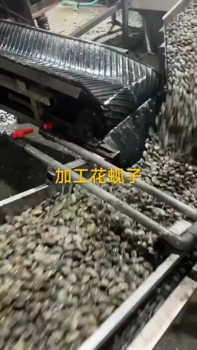 花蚬子