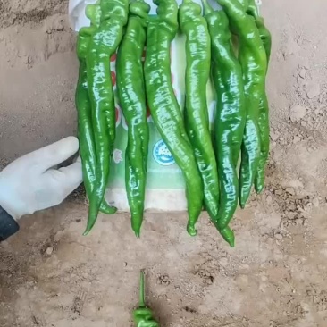 精品陇椒