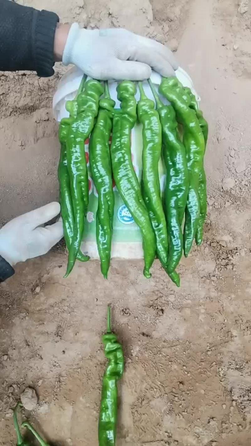 精品陇椒