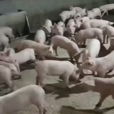 外三元