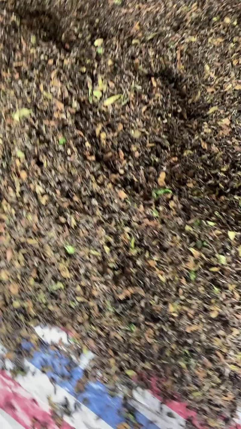 寿眉