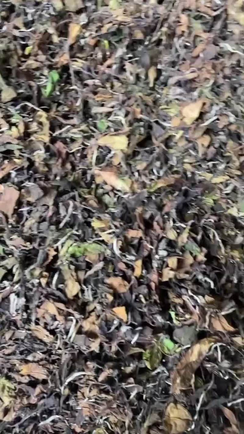 寿眉