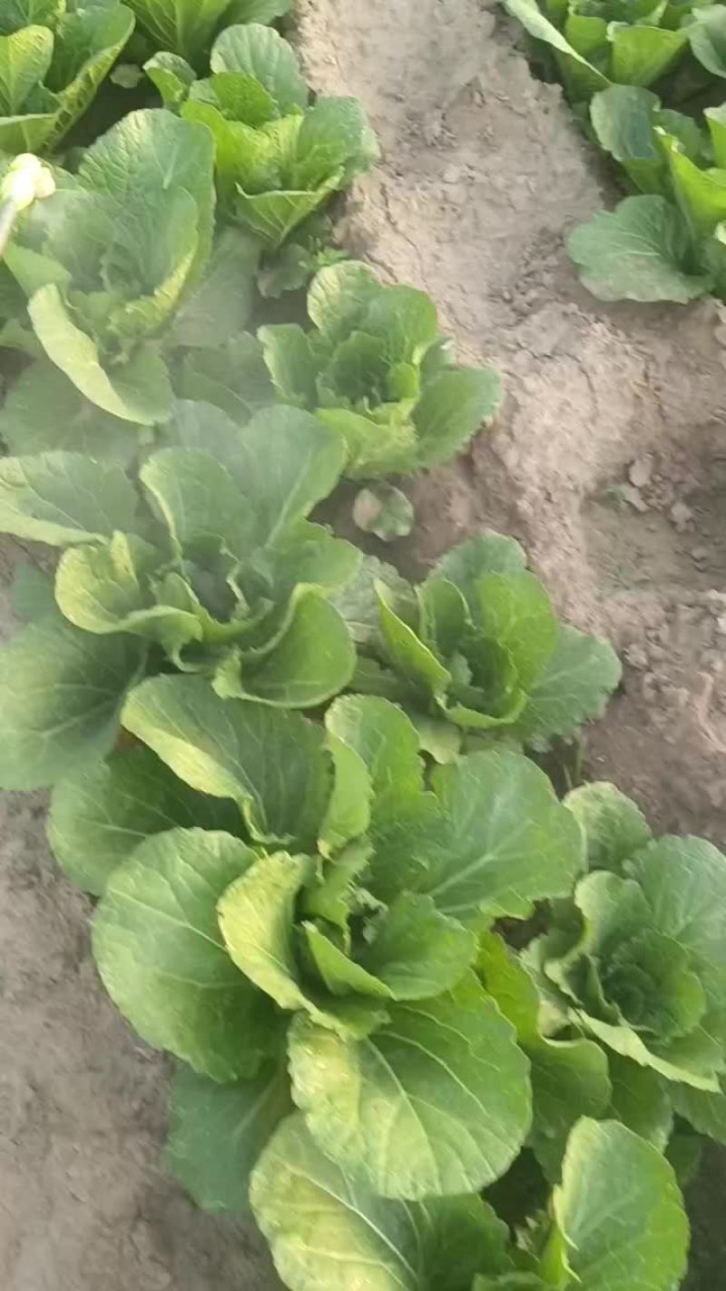 黄心大白菜