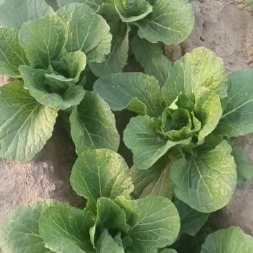 黄心大白菜
