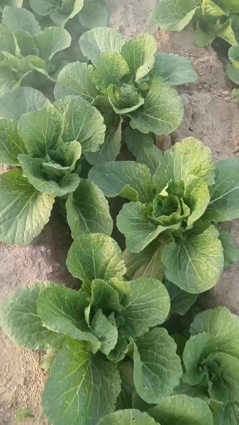 黄心大白菜
