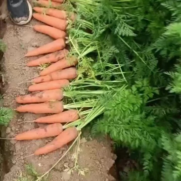 鲜葫萝卜