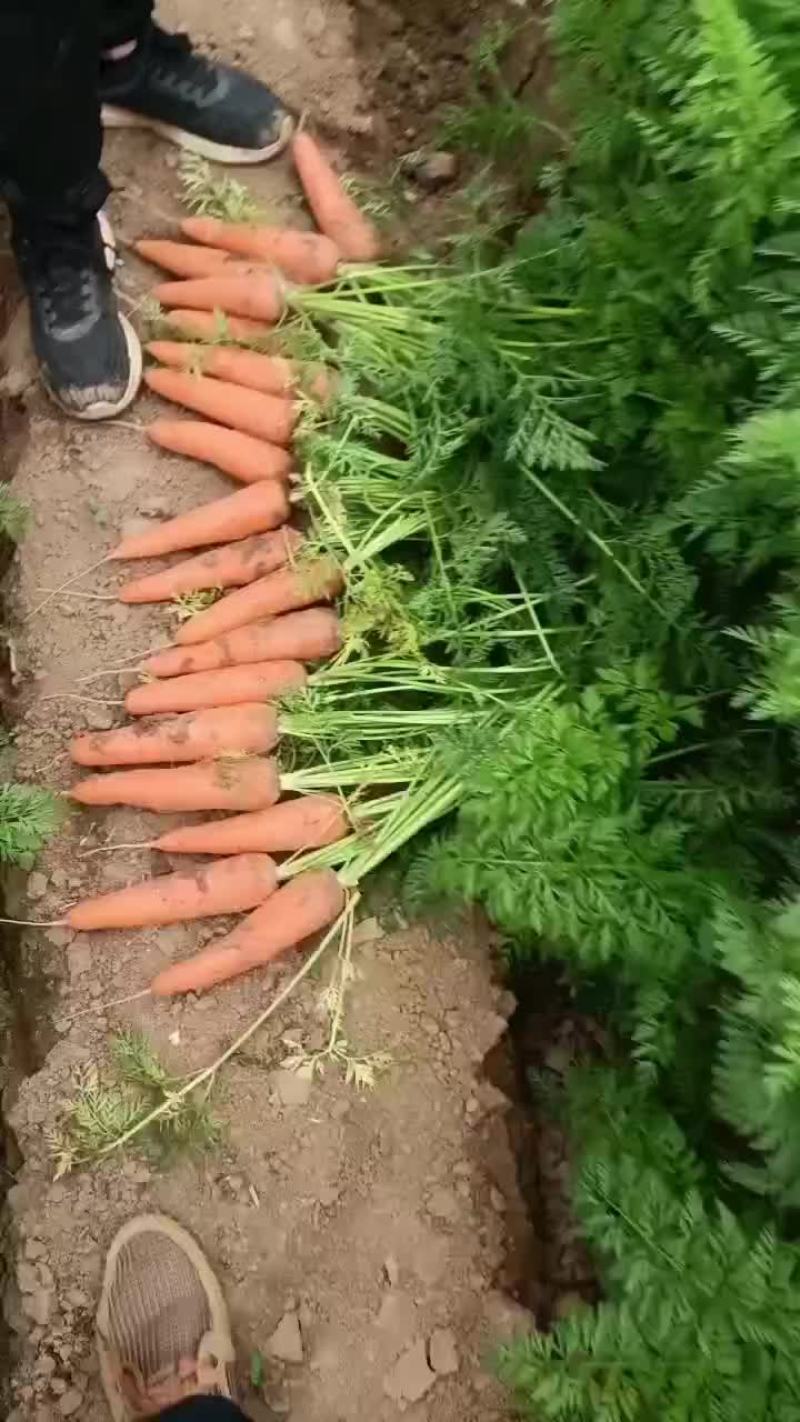 鲜葫萝卜