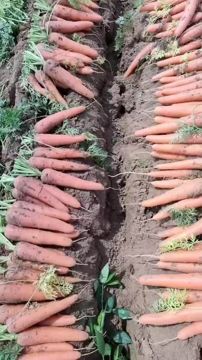 鲜葫萝卜