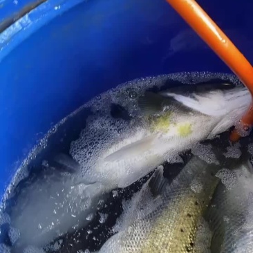 水产